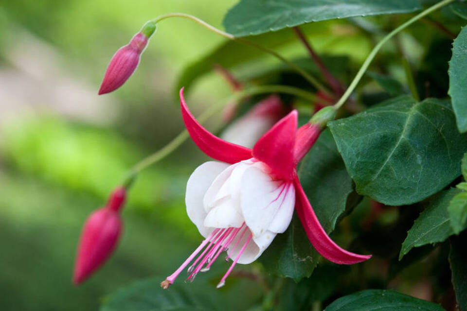 Das angestaubte Image verloren: Neue Fuchsien sind winterhart Das angestaubte Image verloren: Neue Fuchsien sind winterhart