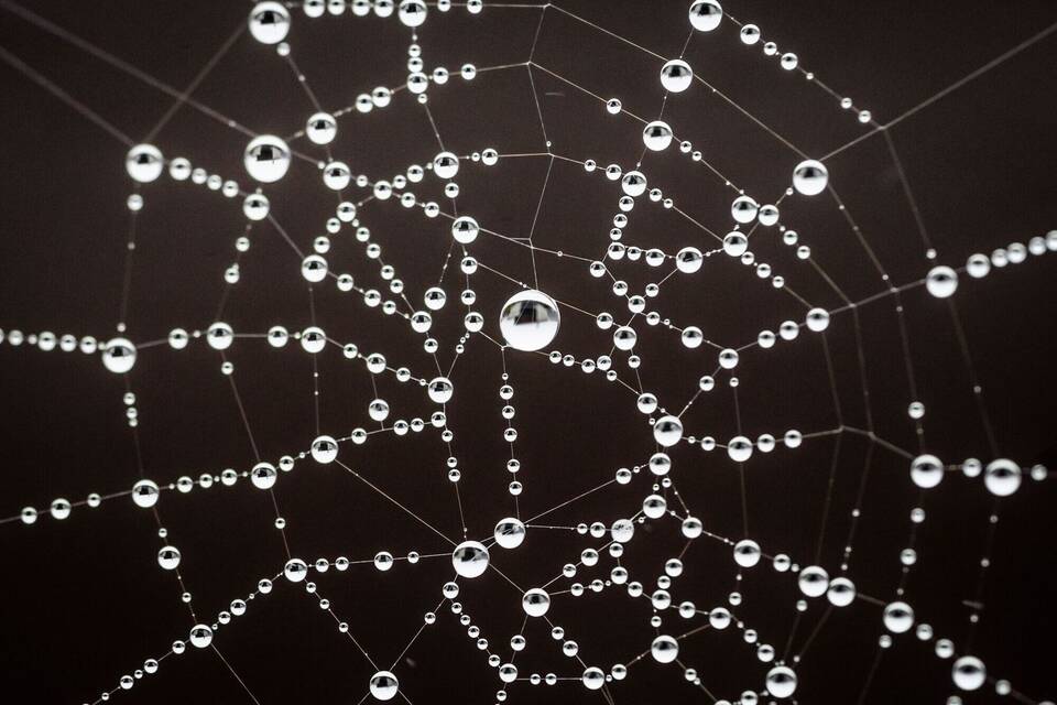 Spinnennetz Spinnennetz