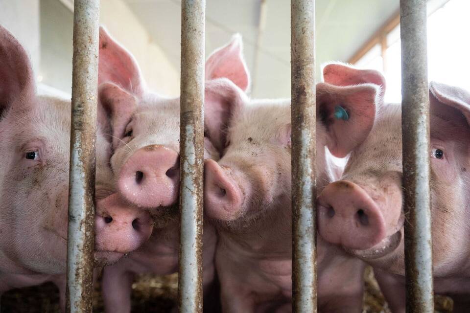 Schweine im Schweinestall
