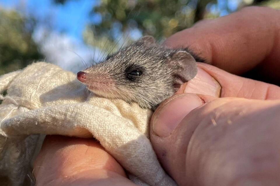 Känguru-Insel-Schmalfußbeutelmaus Känguru-Insel-Schmalfußbeutelmaus