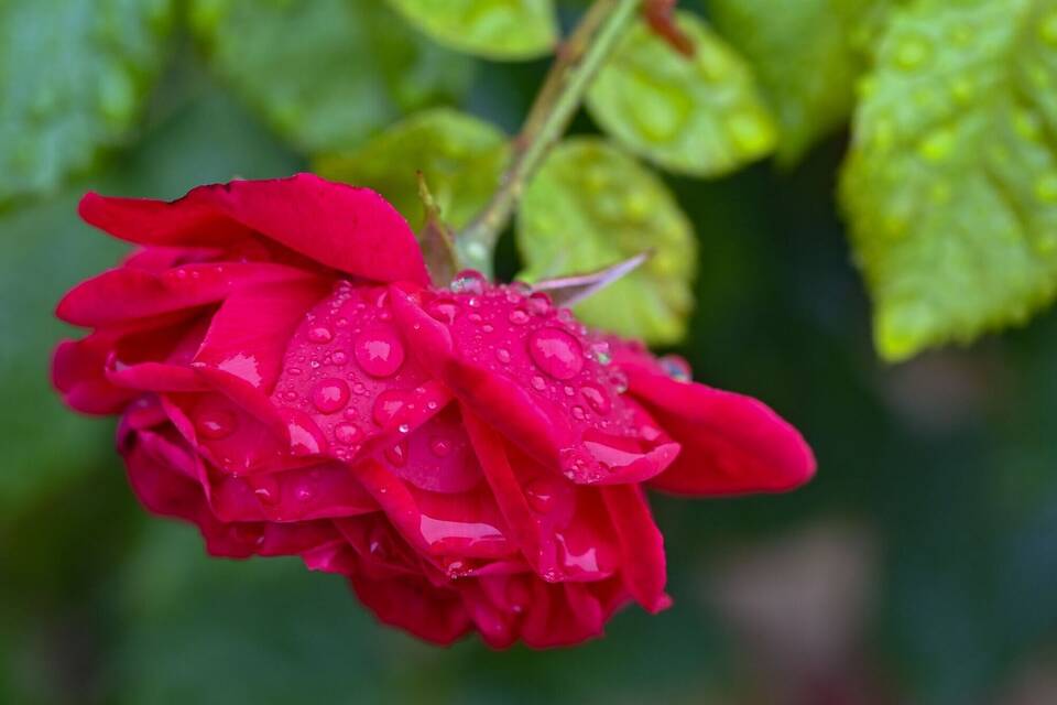 Sommer - Rose Sommer - Rose