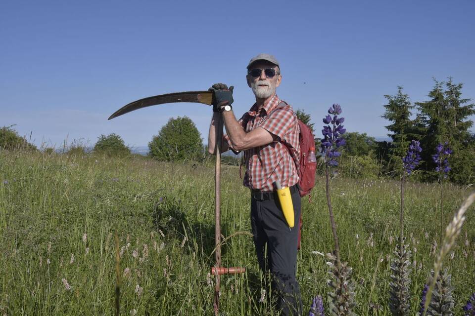 Kina - Lupinen pflegen oder entfernen Kina - Lupinen pflegen oder entfernen