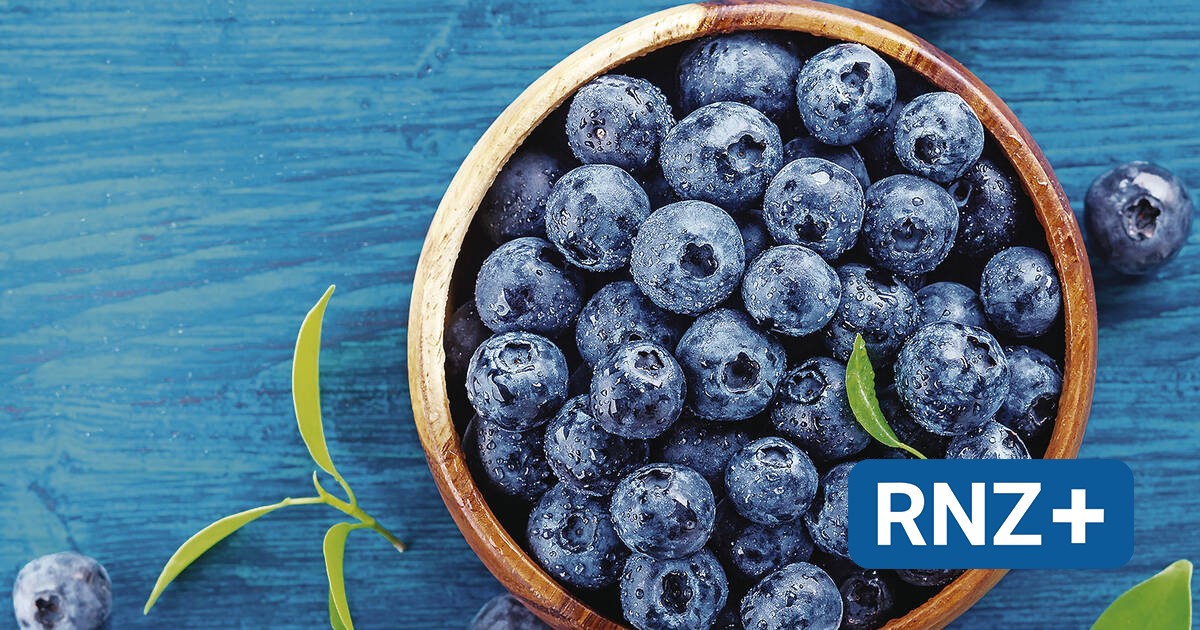 Saison Zeit ist reif für Blaubeeren Ratgeber der RheinNeckar