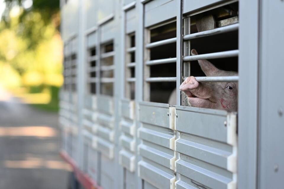 Afrikanische Schweinepest