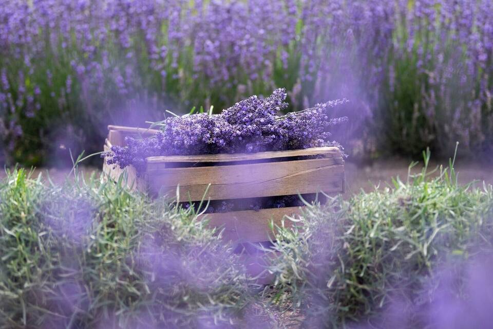 Lavendel im Kaiserstuhl