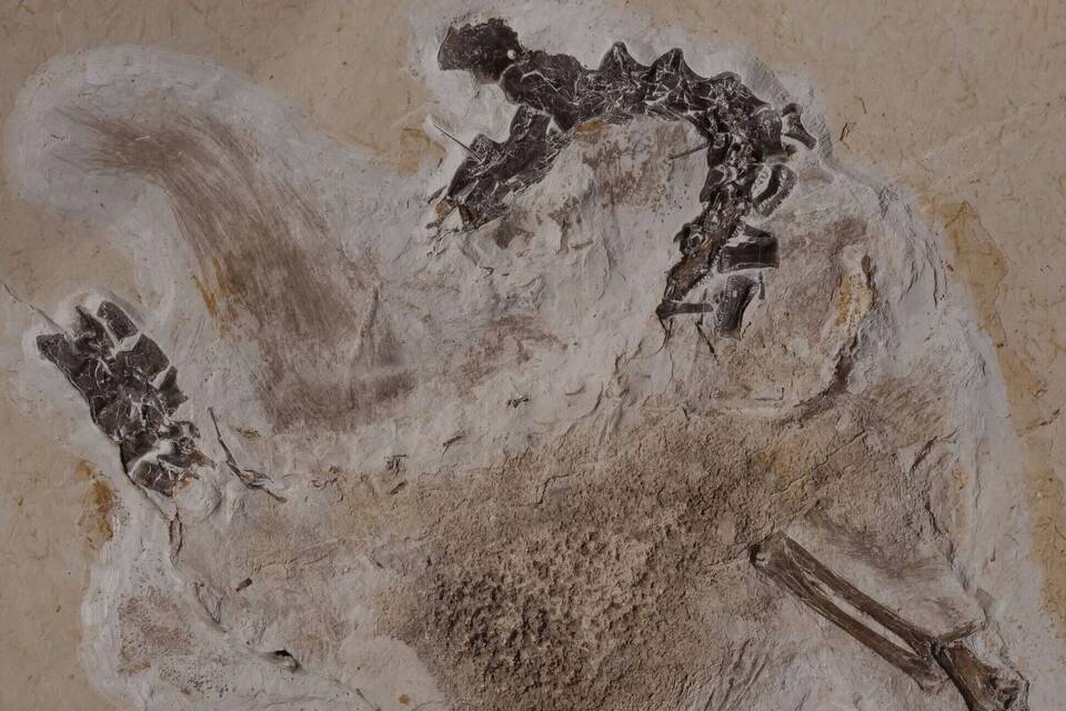 Fossil des Sauriers Ubirajara Fossil des Sauriers Ubirajara
