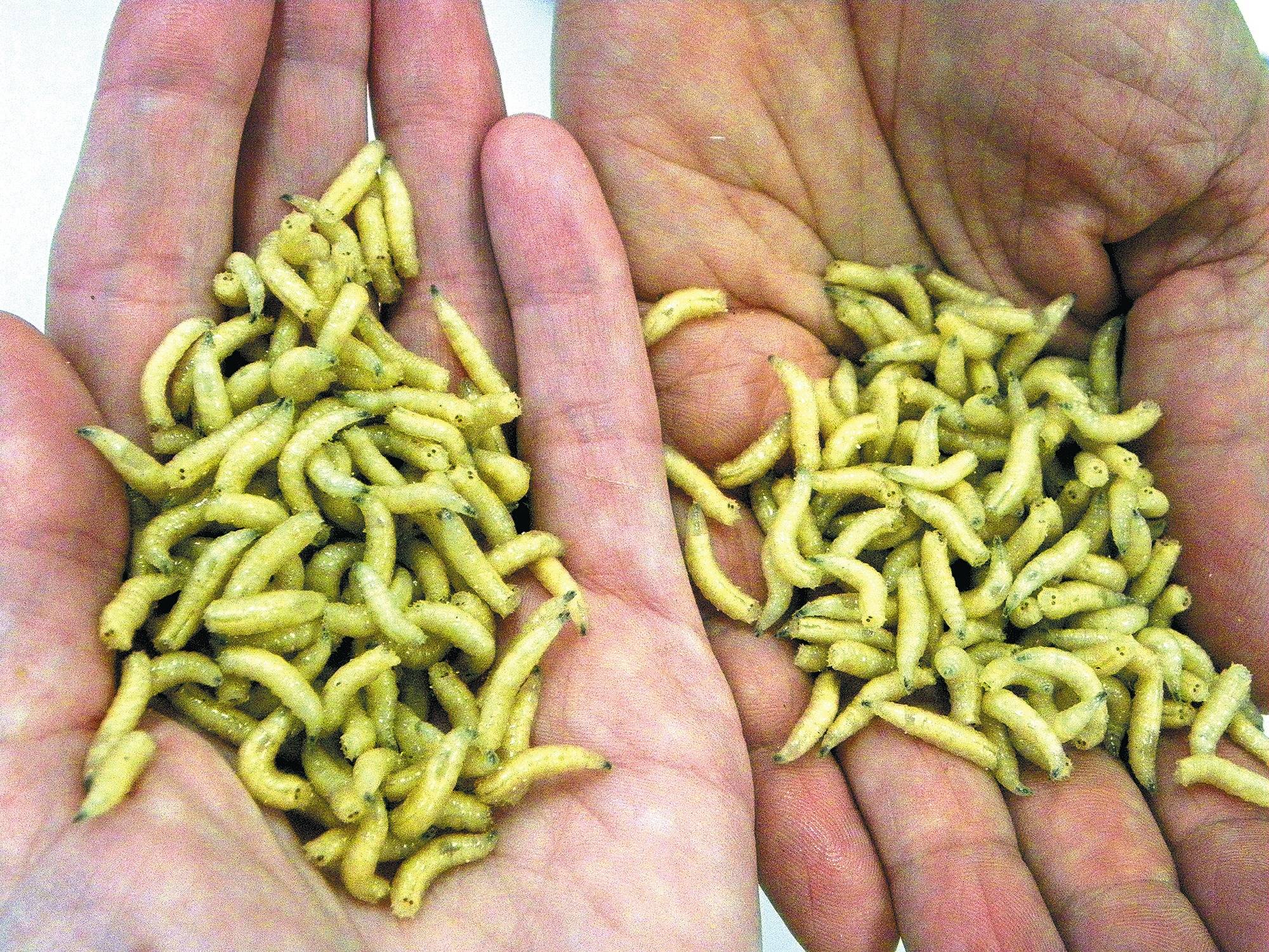 Tipps zum richtigen Umgang mit der Biotonne bei großer Hitze ... Tipps zum richtigen Umgang mit der Biotonne bei großer Hitze ...