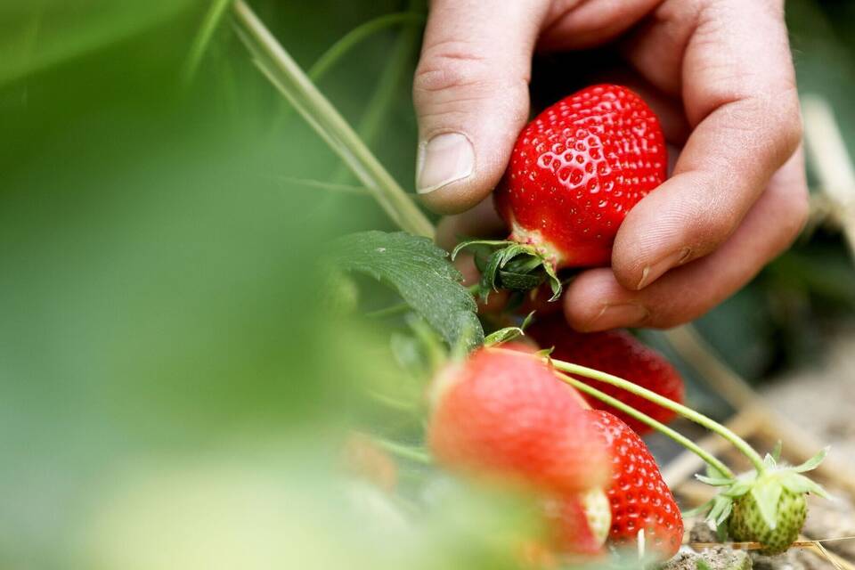 Erdbeeren Erdbeeren