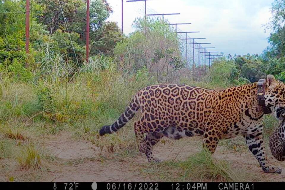 Jaguar Jaguar