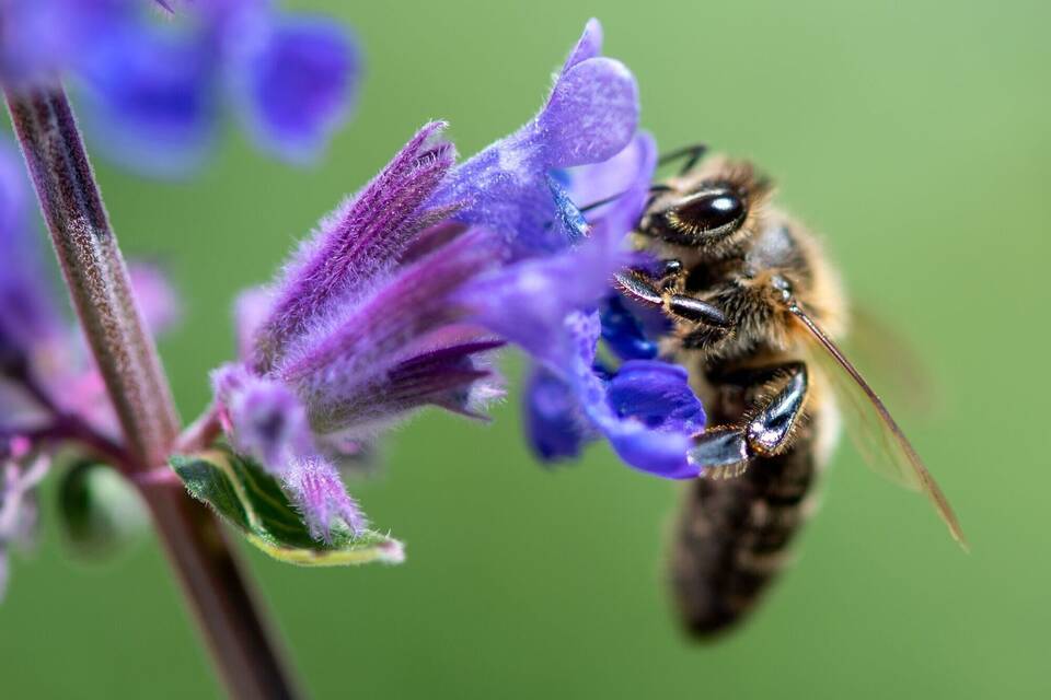 Biene auf Blüte Biene auf Blüte