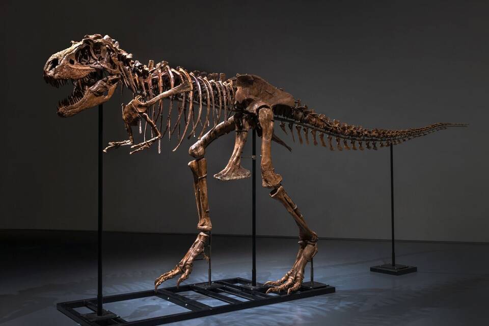 Dino Dino