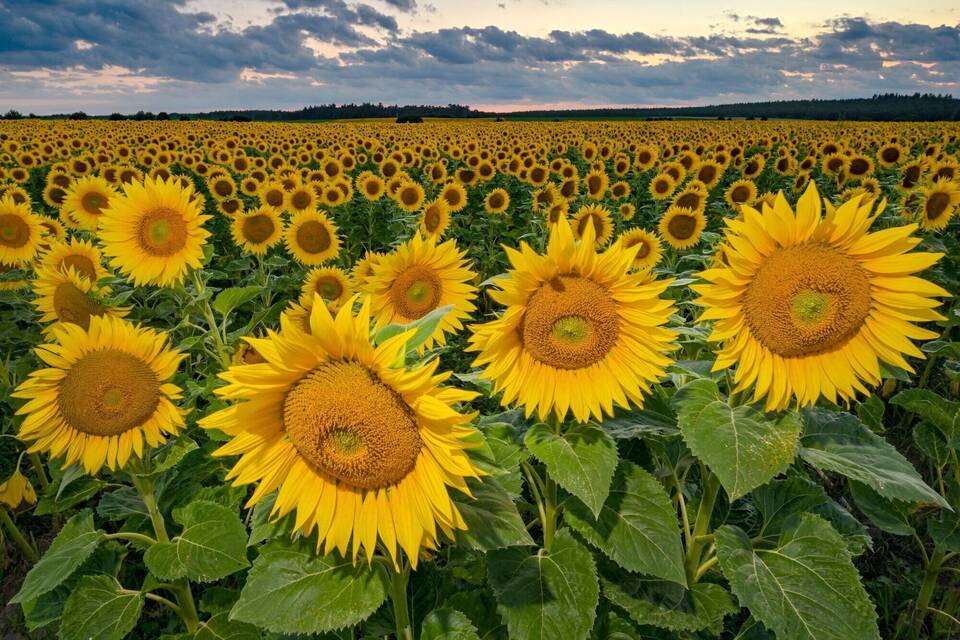 Anbau von Sonnenblumen