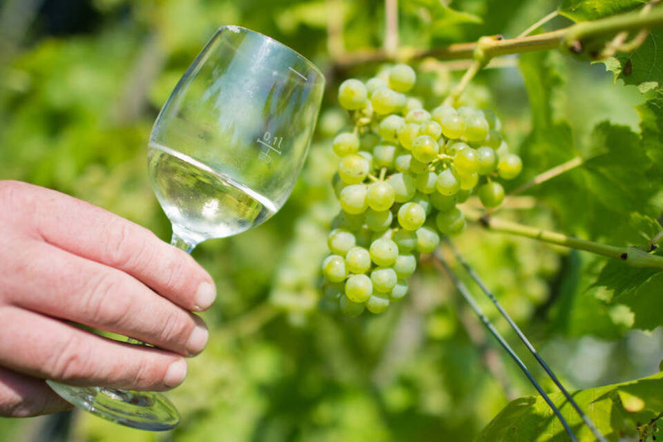 Profiteure des Klimawandels: Niedersachsen setzt auf den Weinanbau Profiteure des Klimawandels: Niedersachsen setzt auf den Weinanbau