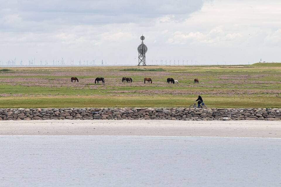 Pferde auf der Nordseeinsel Neuwerk Pferde auf der Nordseeinsel Neuwerk