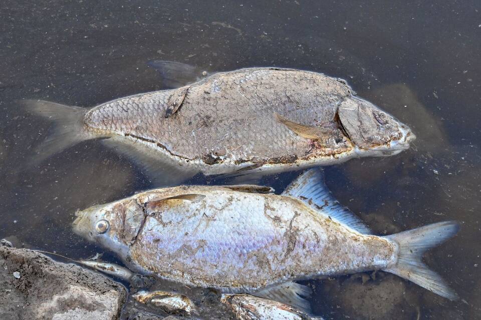 Tote Fische Tote Fische