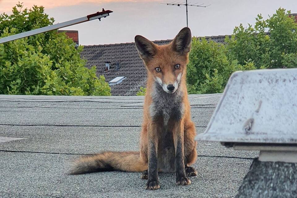 Fuchs Fuchs