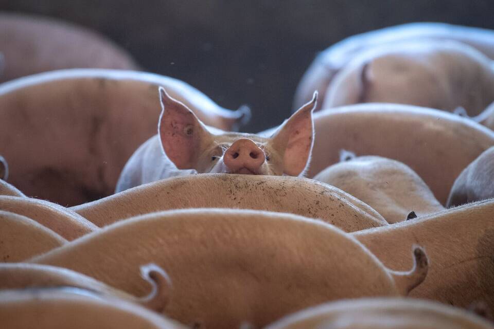 Schweine im Stall Schweine im Stall