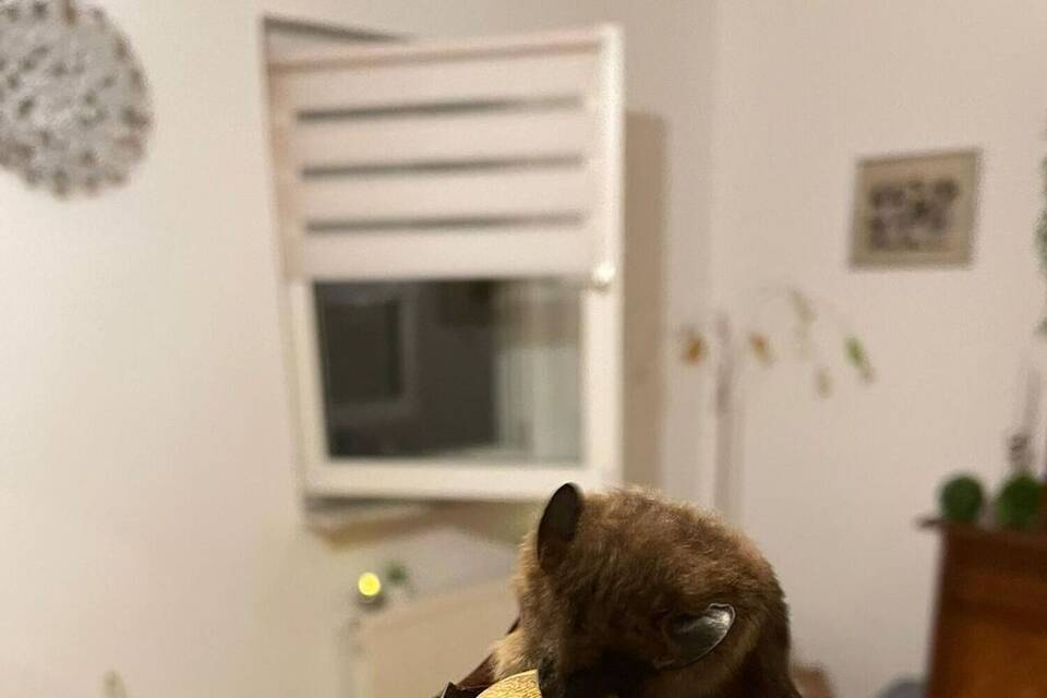 Fledermaus Fledermaus
