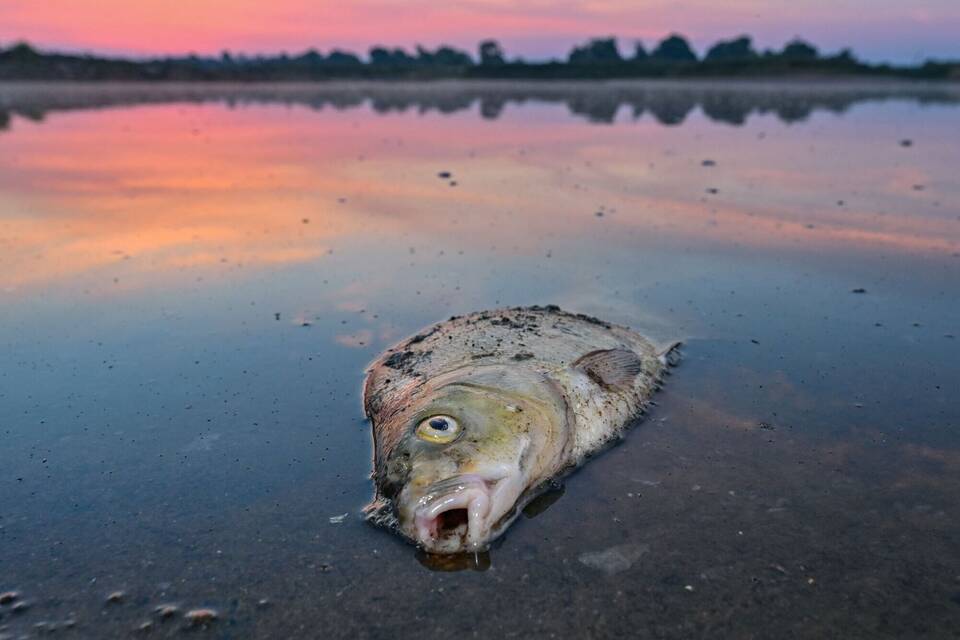 Umweltkatastrophe am Fluss Oder Umweltkatastrophe am Fluss Oder