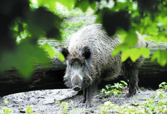 Tipps Fur Gartenbesitzer Wie Man Wildschweine Fernhalt