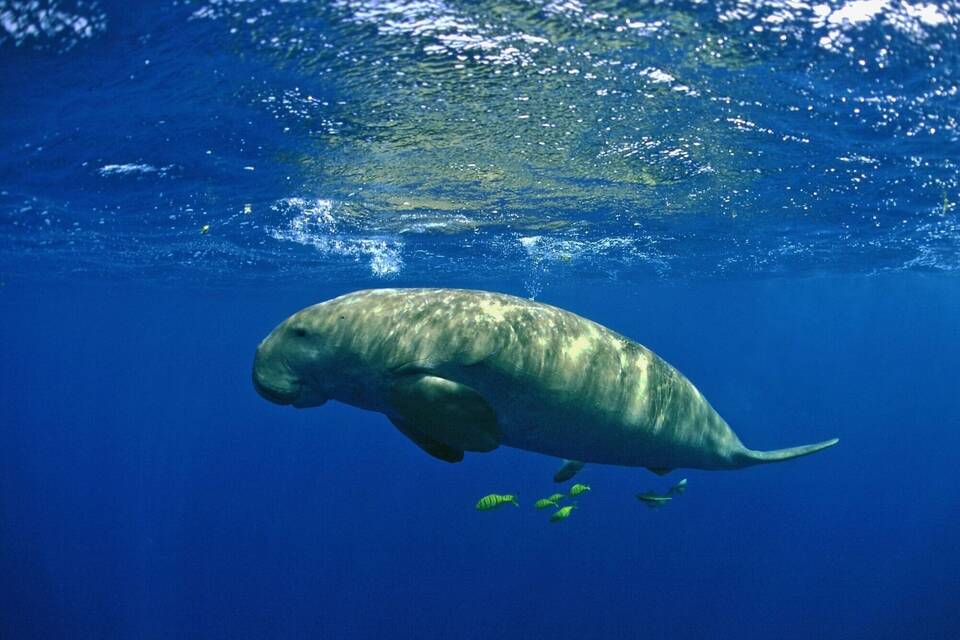 Dugong-Seekuh Dugong-Seekuh