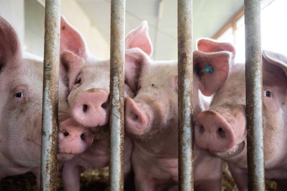 Schweinehaltung