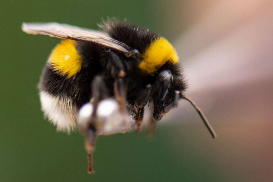Hummel