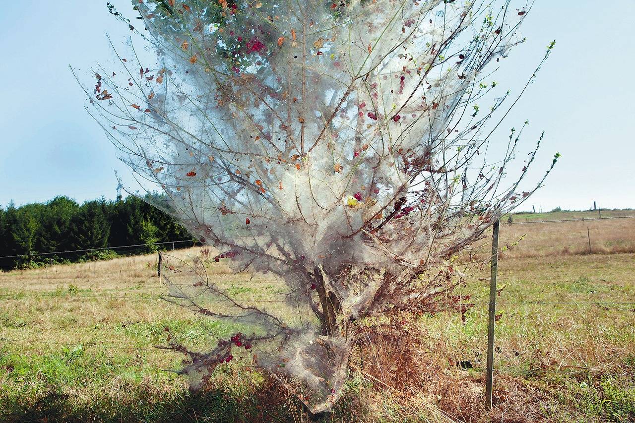 Den Angriff Der Gespinstmotte Wird Dieser Baum Nicht Uberleben Nachrichten Region Heidelberg Rnz