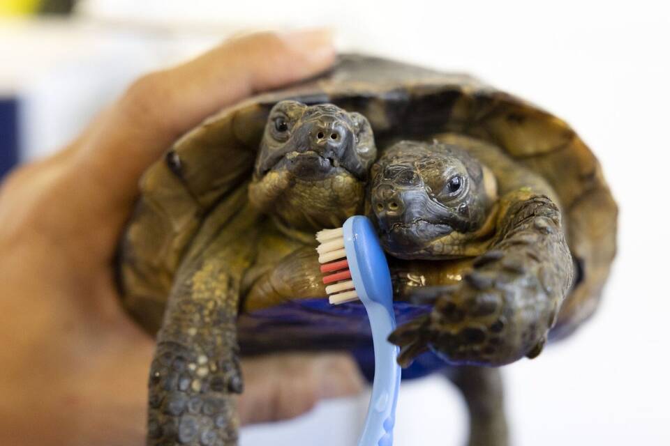 Schildkröte Schildkröte