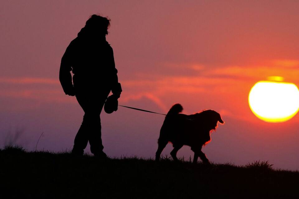 Rekordeinnahmen bei Hundesteuer Rekordeinnahmen bei Hundesteuer
