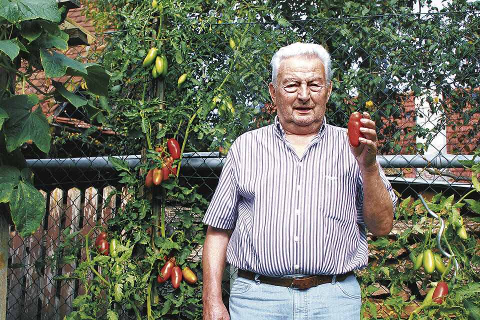 Andenhorn-Tomaten
