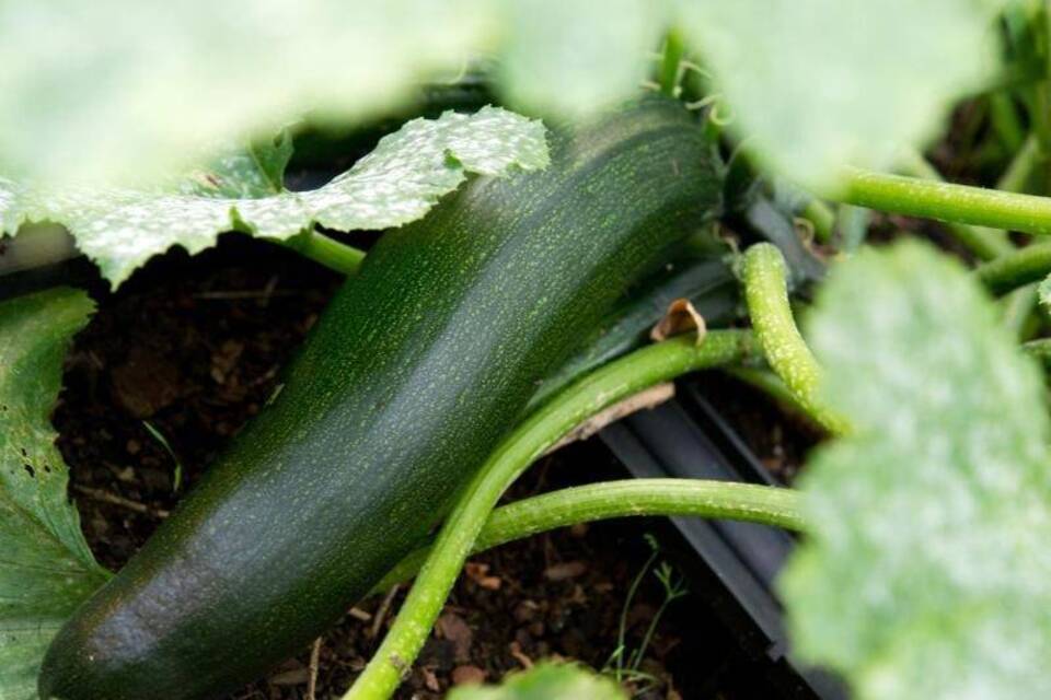 Zucchini Zucchini