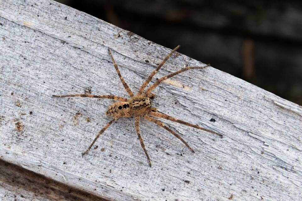 Nosferatu-Spinne Nosferatu-Spinne