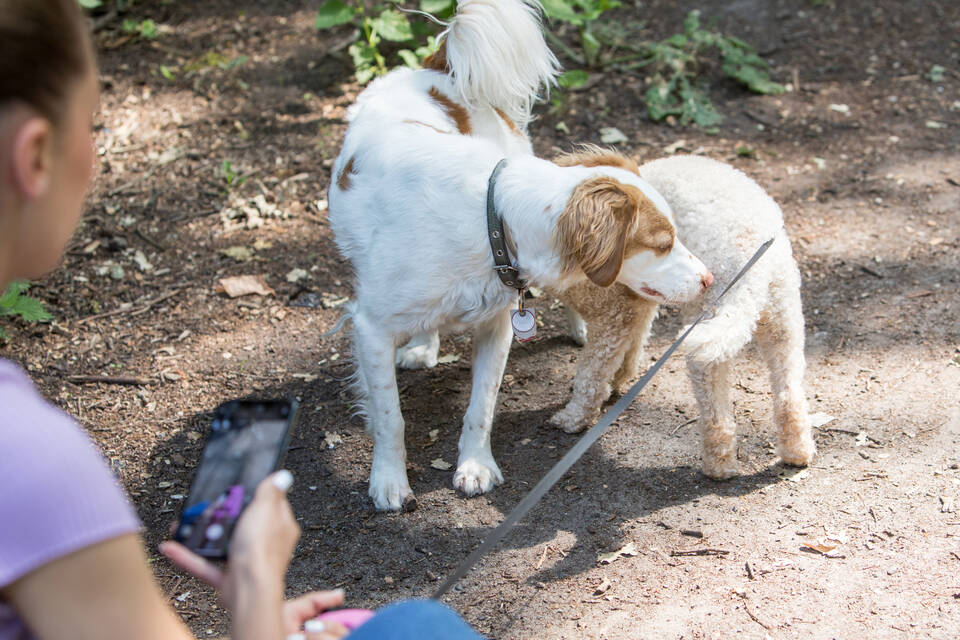 Wenn sich Hund dreht oder eigenen Schwanz jagt Fotogalerien RheinNeckarZeitung