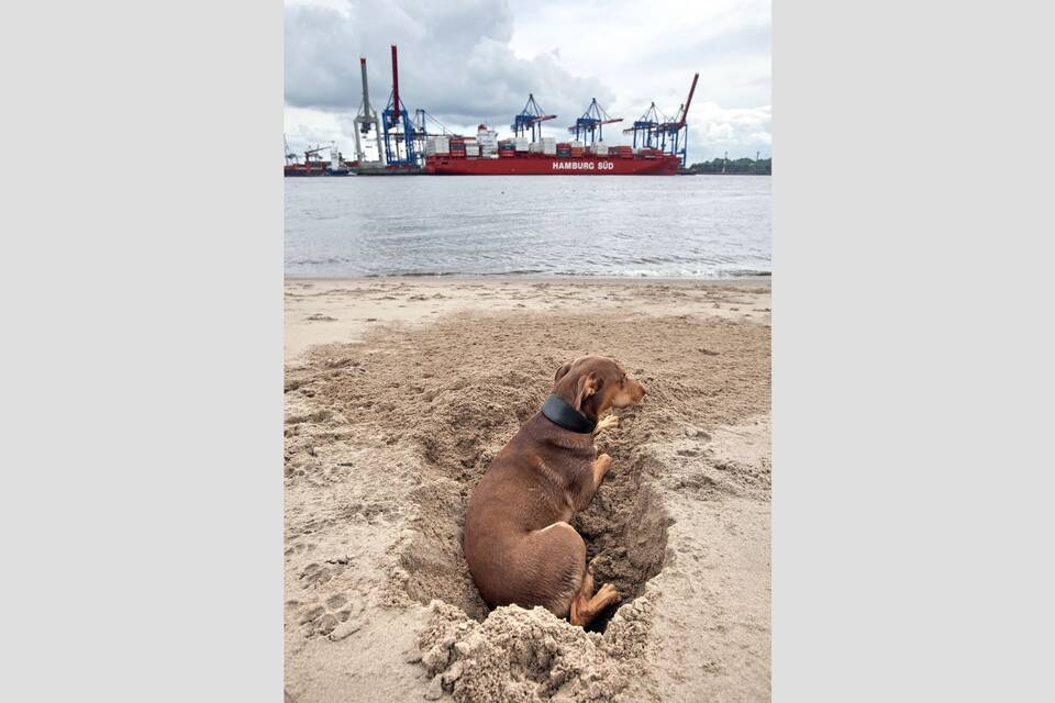 Wenn sich Hund dreht oder eigenen Schwanz jagt Startseite rnz.de RheinNeckarZeitung