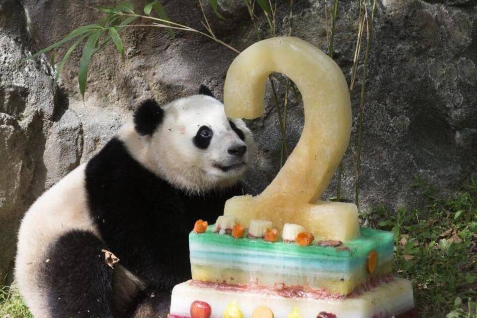 Happy Birthday Bao Bao Happy Birthday Bao Bao