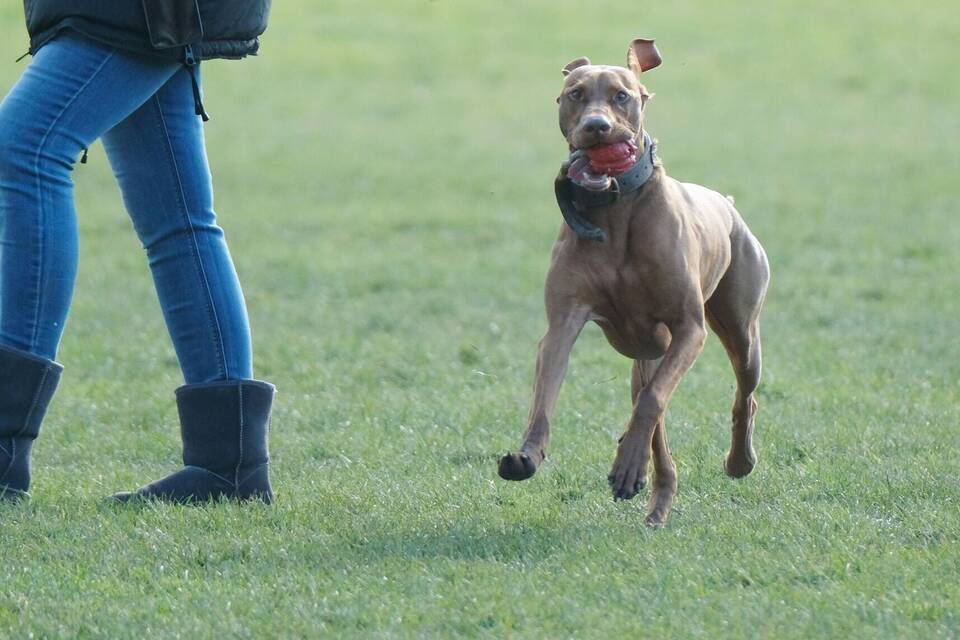 Hundewiese