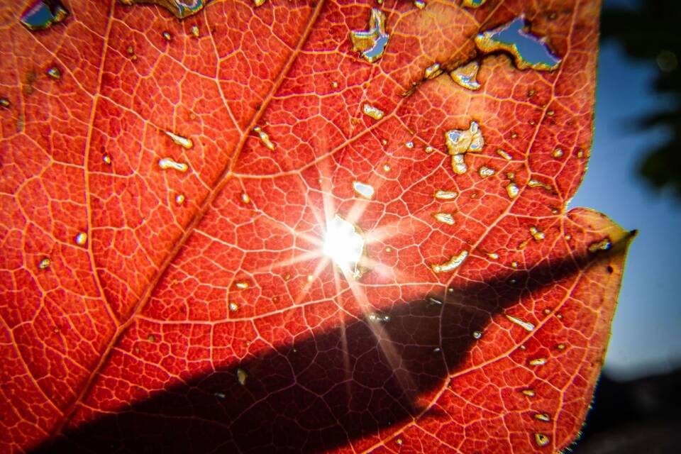 Herbstlich Herbstlich