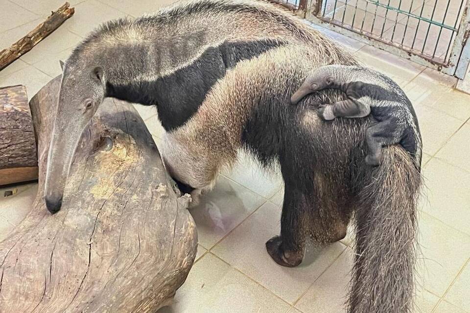 Ameisenbär Ameisenbär