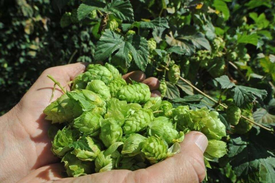Hopfenernte