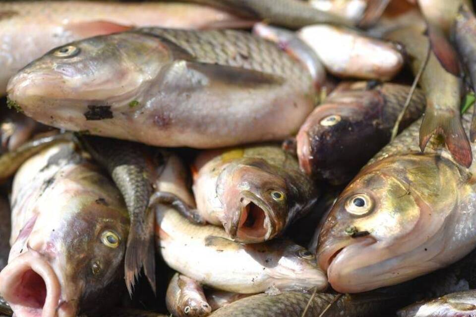Tote Fische Tote Fische