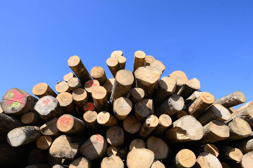 Brennholz