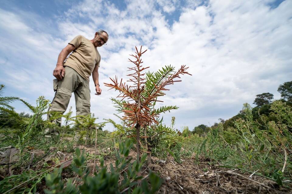 Trockenheit O Tannenbaum, wie braun sind deine Blätter? Klaro
