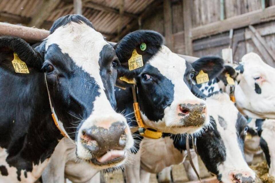 Milchkühe Milchkühe