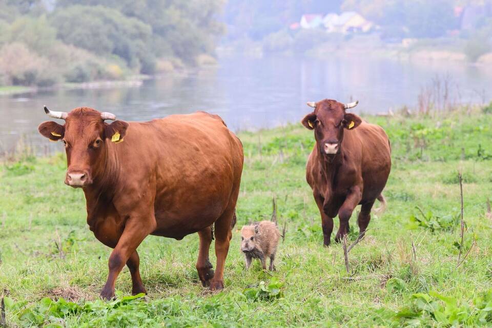 Wildschwein schließt sich Kuhherde an Wildschwein schließt sich Kuhherde an