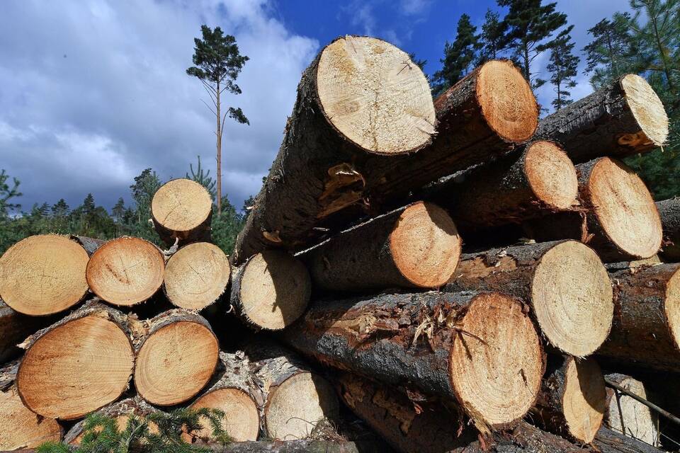 Holz Holz
