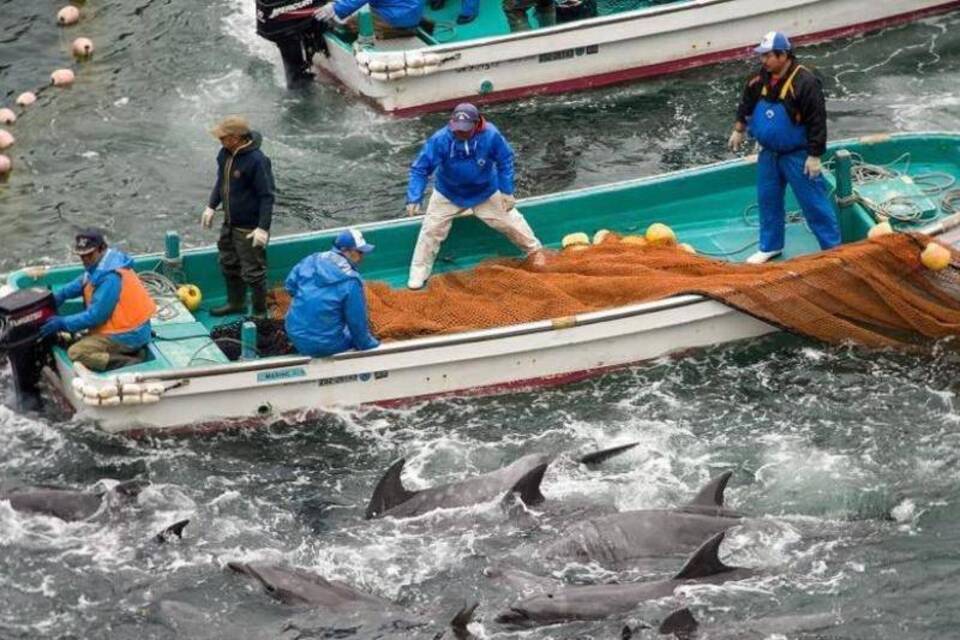 Delfinjagd in Taiji Delfinjagd in Taiji