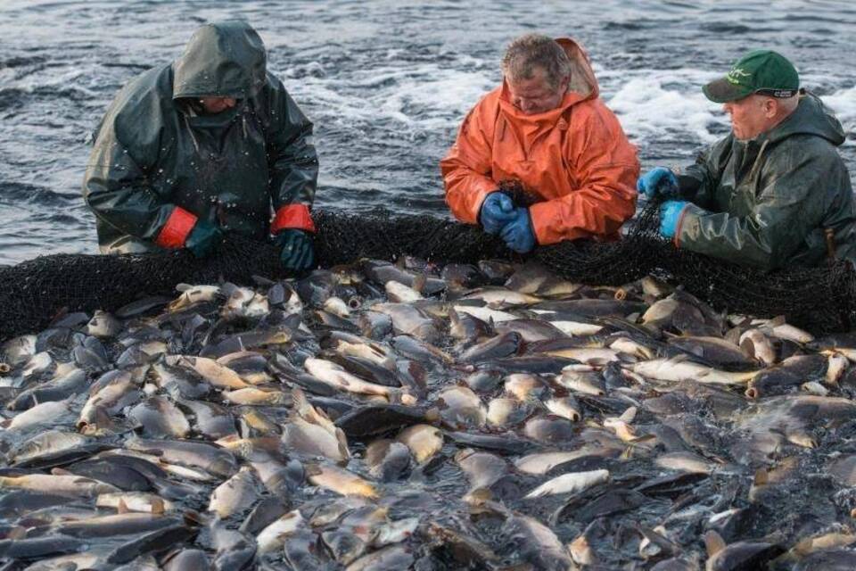 Fischverzehr