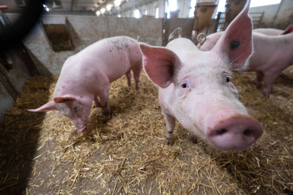Schweinestall Schweinestall