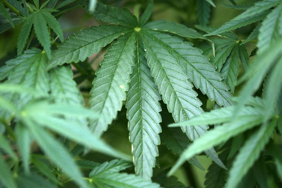 Cannabis-Legalisierung